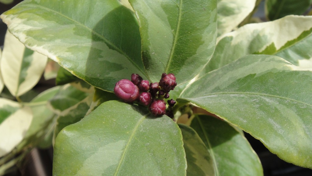 Garden, March 2013 (11)