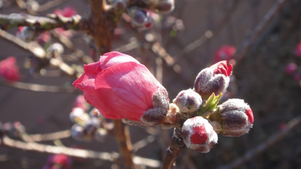 Garden, March 2013 (21)