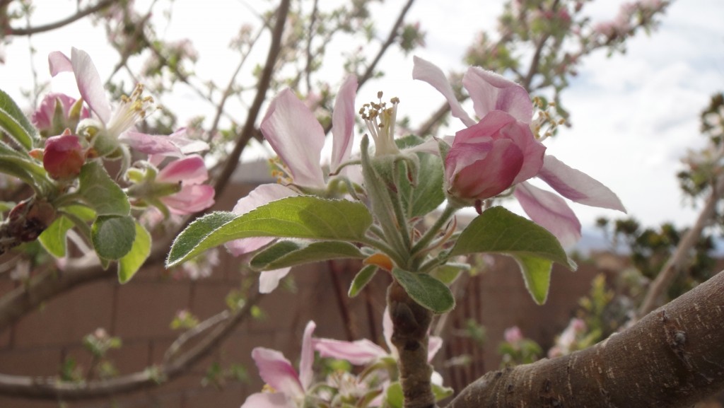 Garden, March 2013 (6)