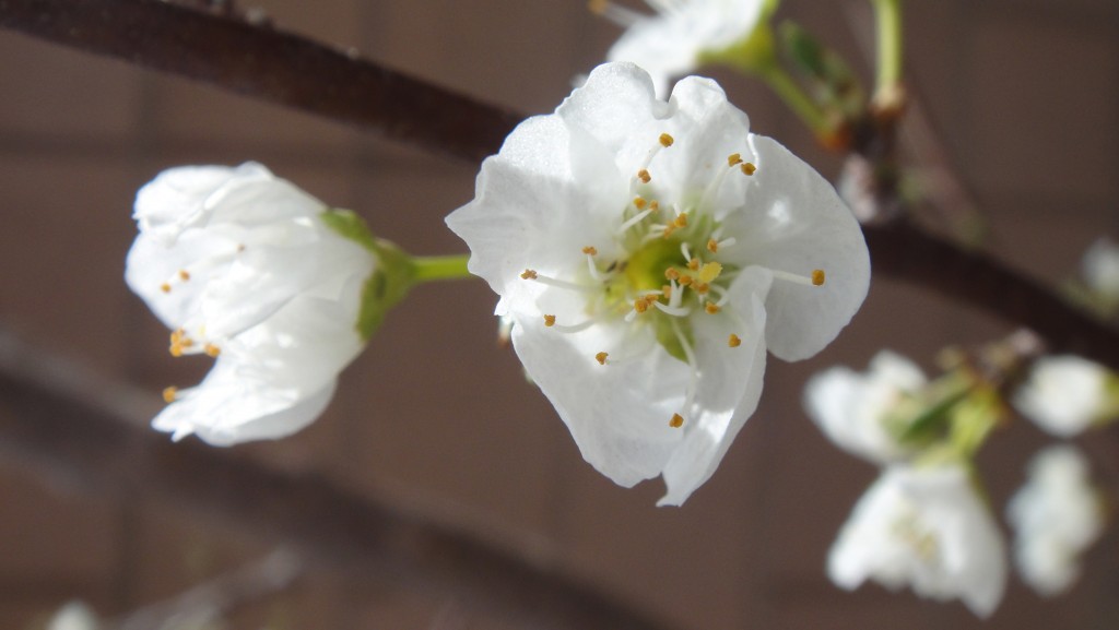 Garden, March 2013 (9)