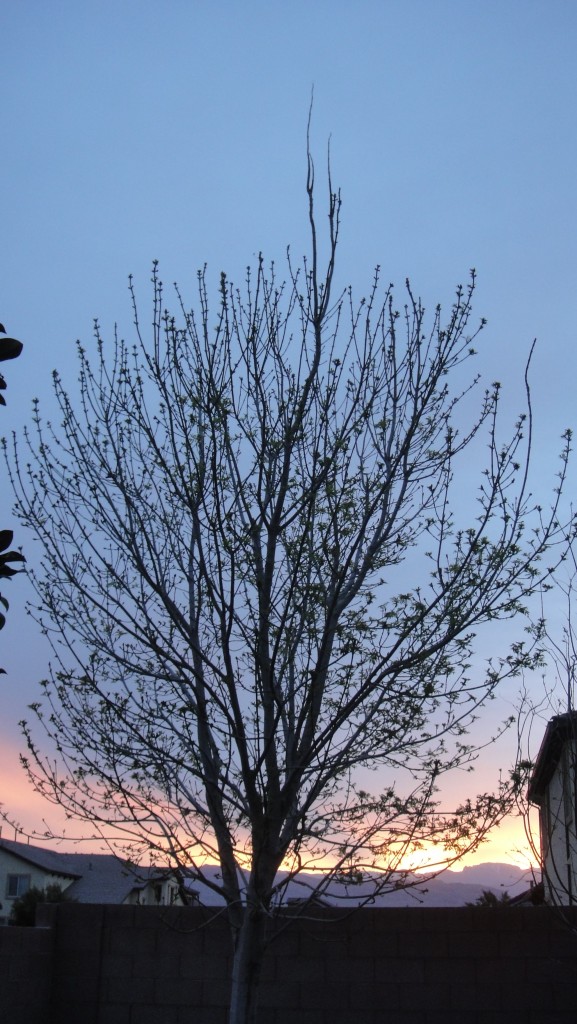 Garden, Sunset, 03-2013 (3)